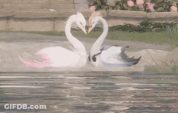 Two Swans Making A Heart Shape With Their Necks In The Water GIF