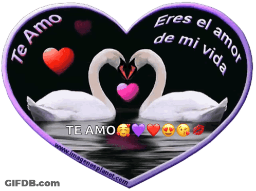 Two Swans Making Heart Shape Te Amo GIF