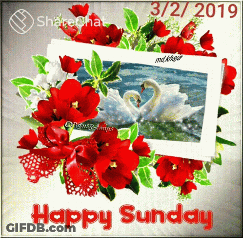 Two Swans Surrounded By Red Flowers Happy Sunday GIF