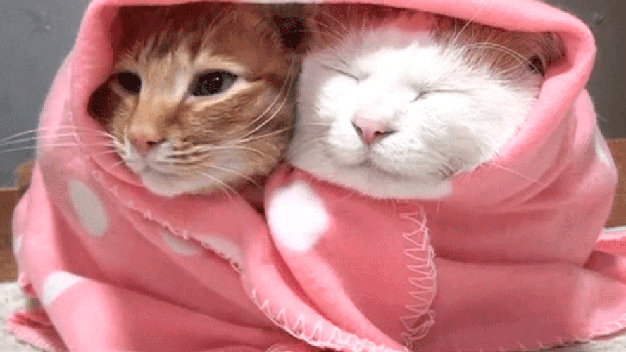 Two Sweet Cats GIF