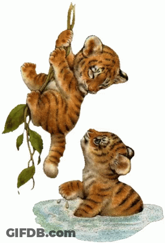 Two Tiger Cubs Are Playing In The Water And One Is Hanging On A Vine GIF