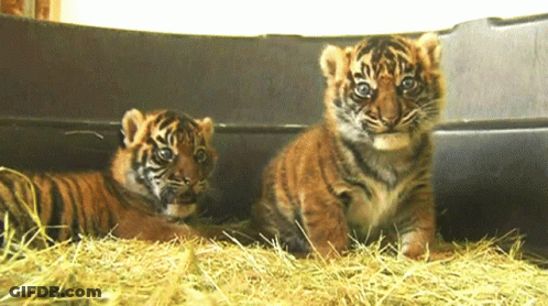 Two Tiger Cubs Are Sitting In A Pile Of Hay And Looking At The Camera GIF