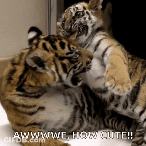 Two Tiger Cubs Playing Awwwe How Cute GIF