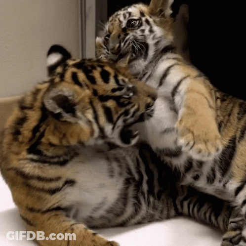 Two Tiger Cubs Playing, One With Tiger On Chest GIF