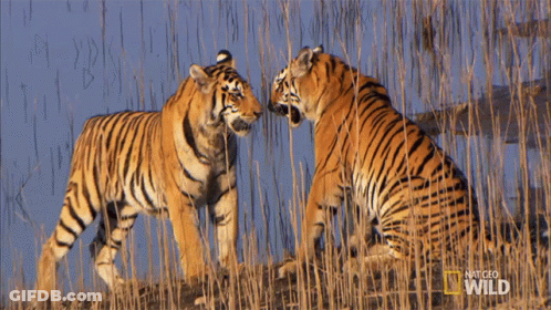 Two Tigers Are Fighting In A Field With National Geographic Wild Written In The Corner GIF