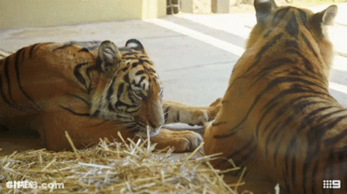 Two Tigers Are Laying On A Pile Of Hay With The Hashtag # Mafs On The Bottom GIF