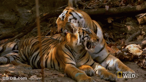 Two Tigers Laying With Nat Geo Wild Logo GIF