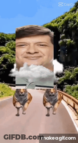 Two Tigers Running Down Road With Man In Background GIF