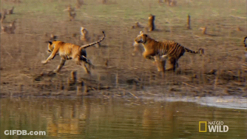Two Tigers Running Near Water With National Geographic Wild Logo GIF
