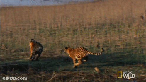 Two Tigers Running With National Geographic Wild Logo GIF