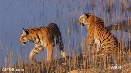 Two Tigers Walking And Sitting In Field National Geographic Wild GIF