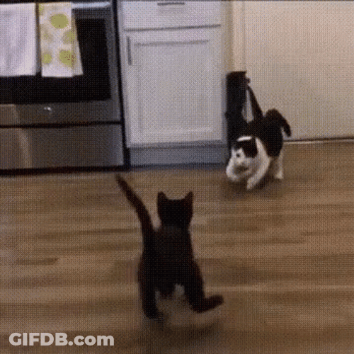 Two Toned Cat Body Slam Black Cat GIF