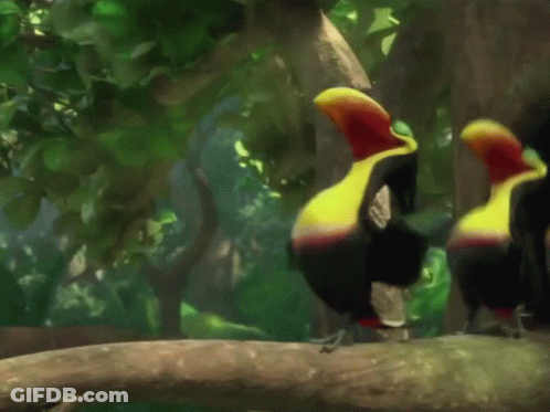 Two Toucans Are Dancing On A Tree Branch With A Save Soil Sticker In The Background GIF