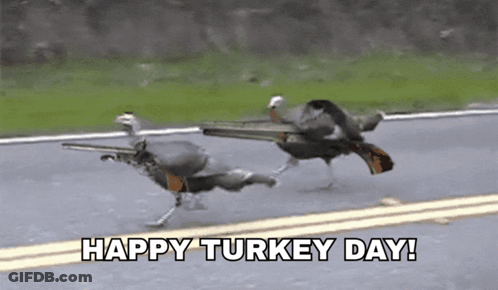 Two Turkeys Running Down A Road With The Words Happy Turkey Day Written Below Them GIF