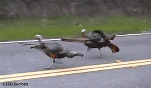 Two Turkeys Running With Guns In Beaks GIF