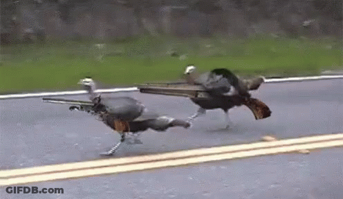 Two Turkeys Running With Guns In Beaks GIF
