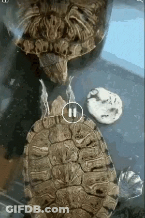 Two Turtles Are Sitting Next To Each Other With The Number 11 In The Center GIF