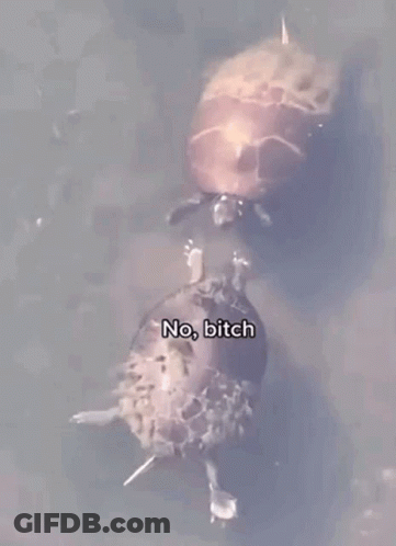 Two Turtles Are Swimming In A Pond With The Words `` No Bitch '' Written On The Bottom . GIF