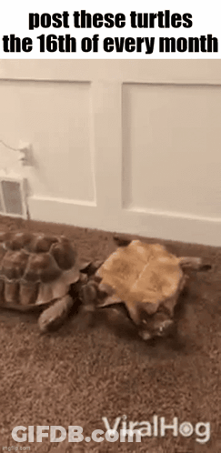 Two Turtles Crawling Post The 16Th Every Month GIF