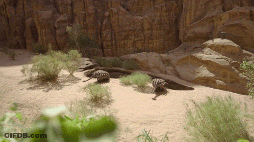 Two Turtles Laying In Sand Near Rock GIF