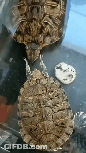 Two Turtles Sitting Next To Each Other GIF