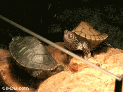 Two Turtles Sitting On Rock In Cage GIF