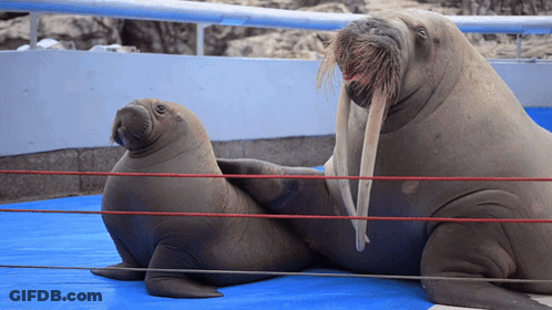 Two Walruses Laying On A Blue Mat With Red Ropes GIF