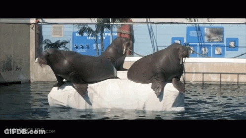 Two Walruses On Ice Block Saying Lean On GIF