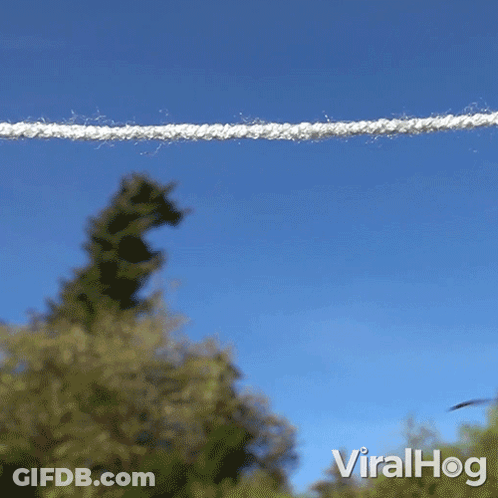 Two Wasps Are Hanging On A Clothes Line And The Words Viralhog Can Be Seen In The Corner GIF