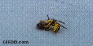 Two Wasps Are Sitting On A Piece Of Fabric . GIF