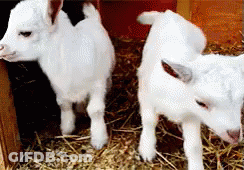 Two White Baby Goats Standing In Hay GIF