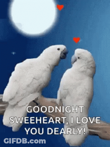 Two White Birds Are Sitting Next To Each Other On A Tree Branch . GIF