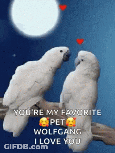 Two White Birds Are Sitting On A Branch With The Words `` You 'Re My Favorite Pet Wolfgang I Love You '' GIF