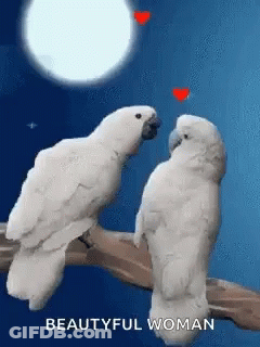 Two White Birds Are Sitting On A Tree Branch With Hearts In Their Beaks . GIF