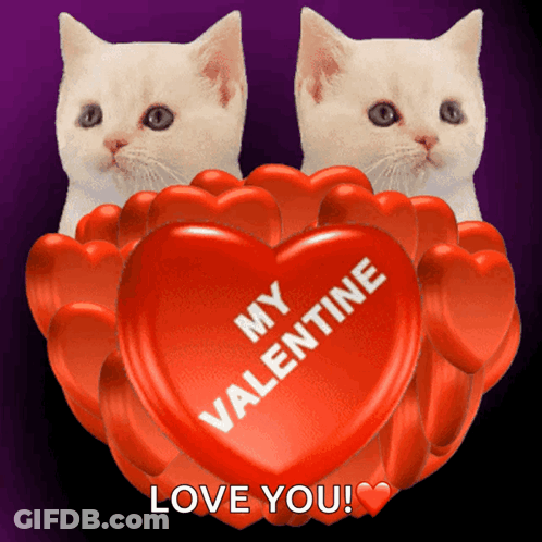 Two White Cats Holding A Red Heart That Says " My Valentine Love You " GIF