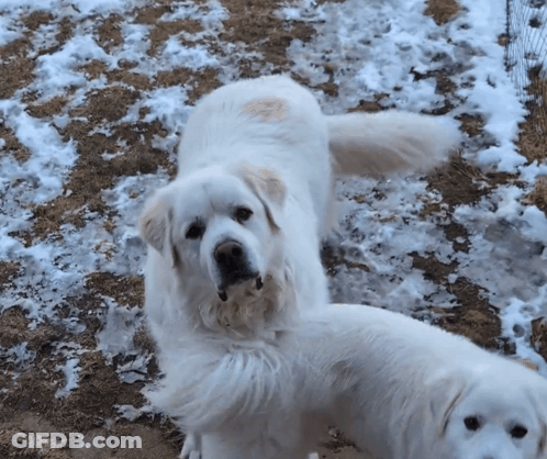 Two White Dogs In Snow GIF