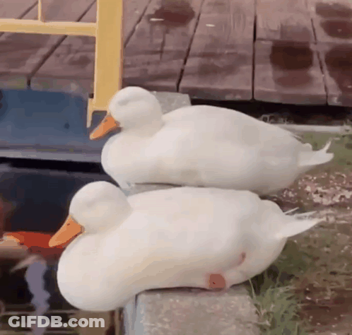 Two White Ducks Are Sitting Next To Each Other On A Ledge Near A Body Of Water . GIF