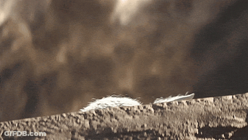Two White Feathers Are Sitting On A Brick Wall GIF