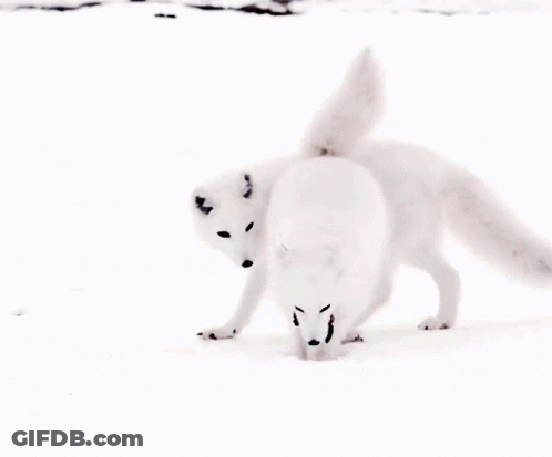 Two White Foxes Are Standing In The Snow Looking For Food GIF