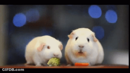 Two White Guinea Pigs Are Eating Broccoli And Carrots GIF