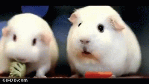 Two White Guinea Pigs Eating Carrot And Broccoli GIF