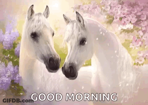 Two White Horses Are Standing Next To Each Other In A Field With Flowers And The Words `` Good Morning '' . GIF
