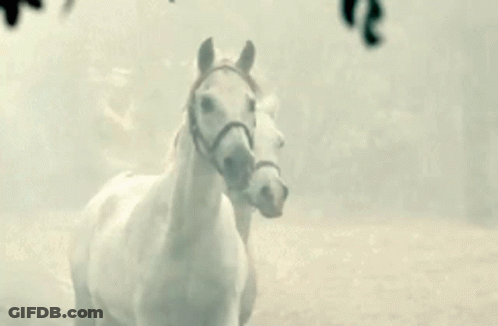 Two White Horses Are Standing Next To Each Other In A Foggy Field . GIF