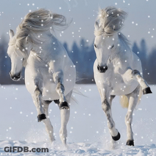 Two White Horses Running In The Snow With Snow Falling GIF