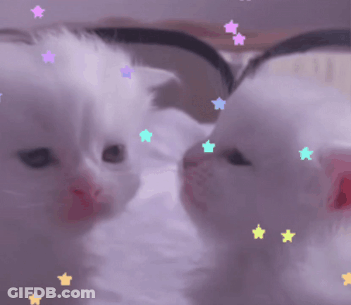 Two White Kittens Are Looking At Each Other With Colorful Stars On Their Heads GIF