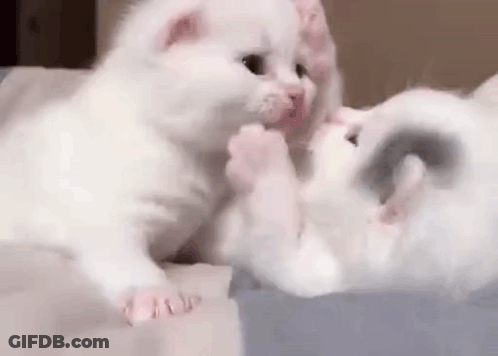 Two White Kittens Are Playing With Each Other On A Bed And Looking At Each Other . GIF