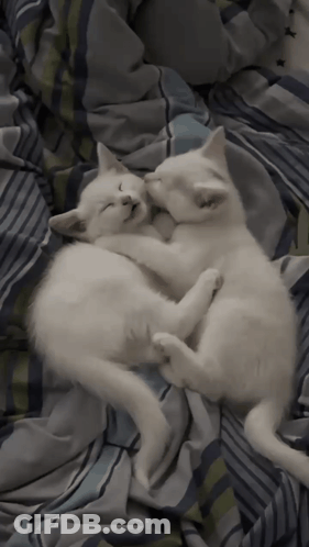 Two White Kittens Sleeping On A Bed With Striped Blankets GIF