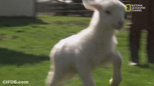 Two White Lambs Standing In Grassy Field GIF
