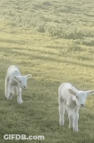 Two White Lambs Standing In Grassy Field GIF