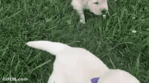 Two White Puppies Are Playing In The Grass And One Of Them Is Wearing A Purple Collar . GIF